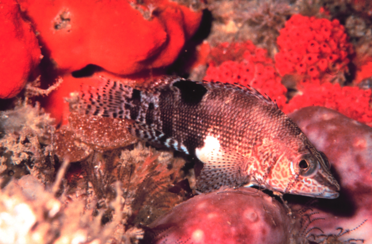 A Belted Sandfish