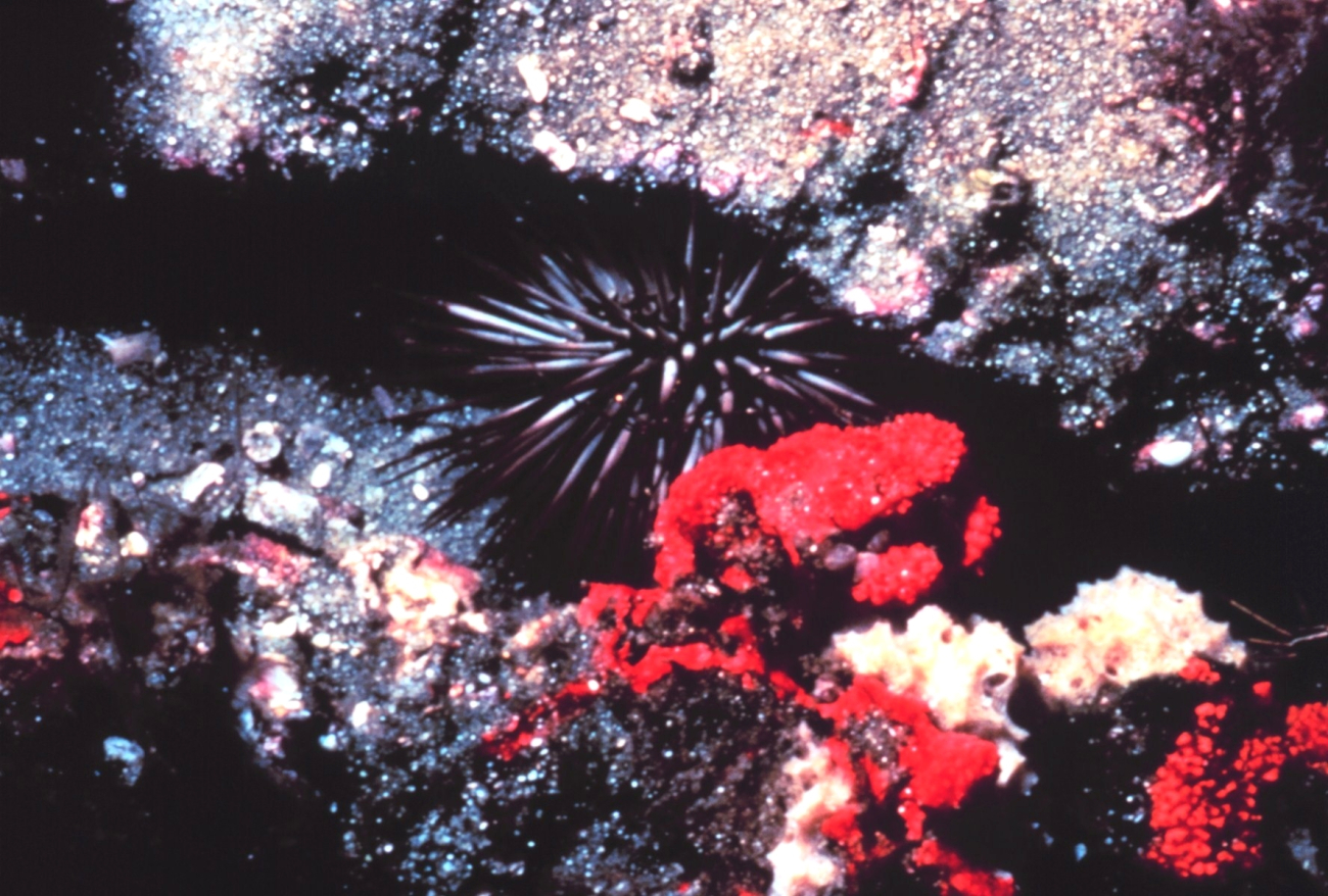 Rock boring sea urchin