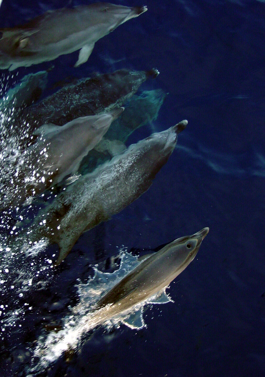 Atlantic spotted dolphin