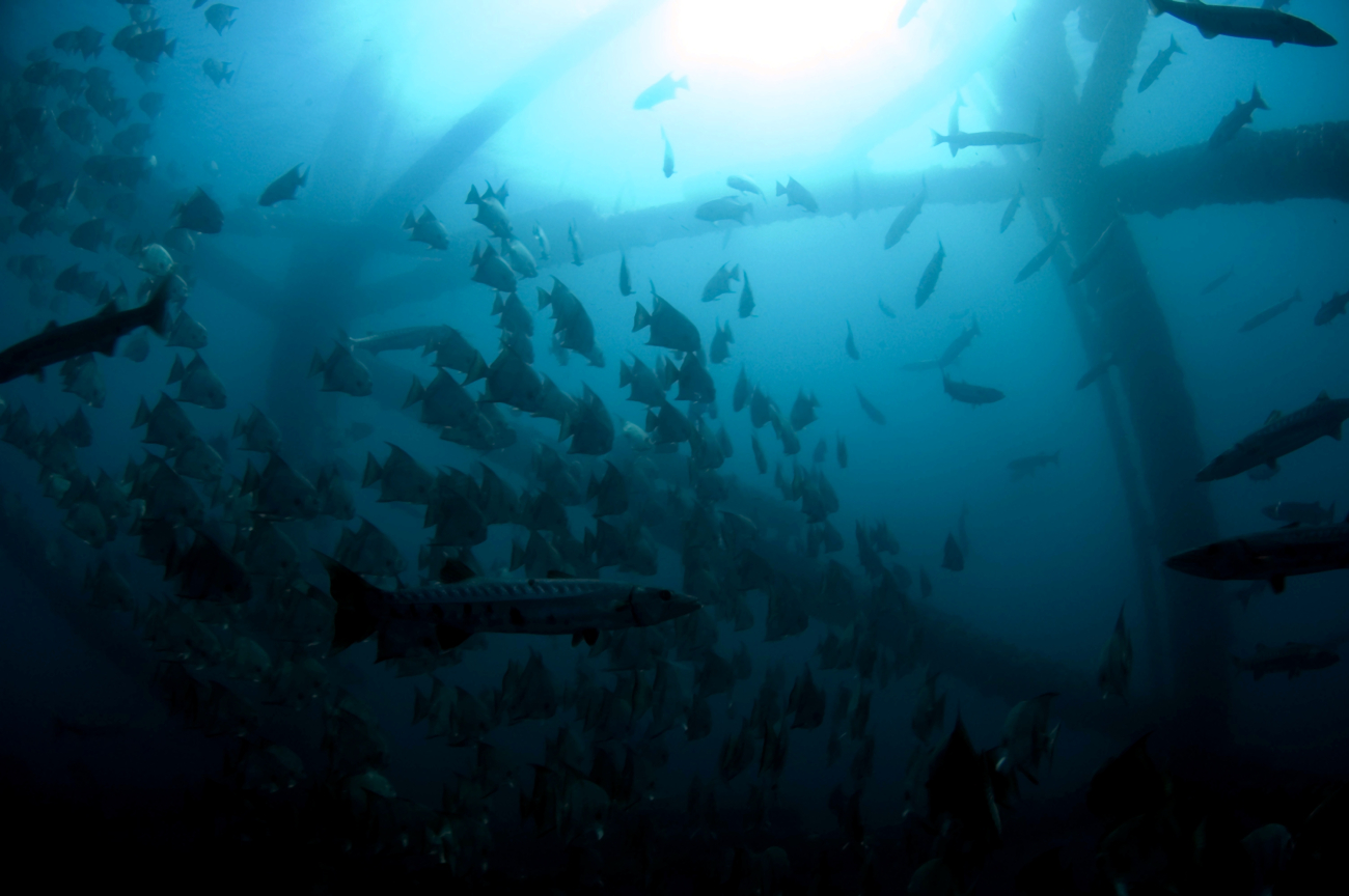 Fish aggregating under Navy tower
