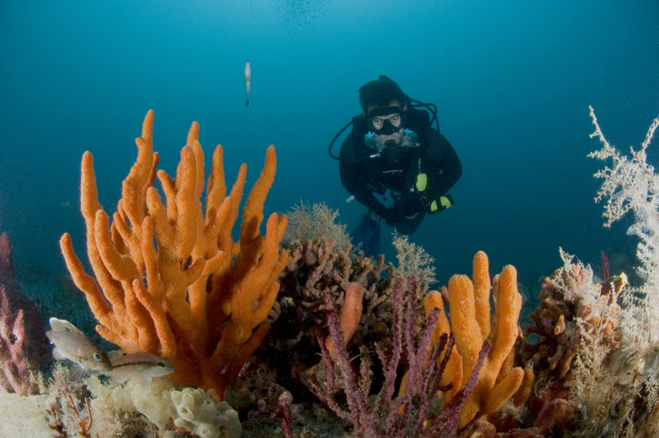 Diver conducting fish survey on Gray's Reef with a variety of invertebrates inimage including soft coral, finger sponge, and a few fish