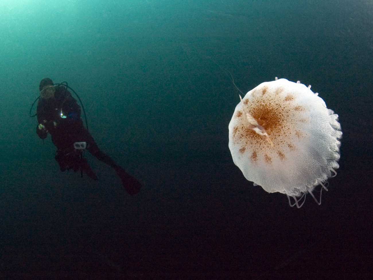 Diver and a large jellyfish at Gray's Reef