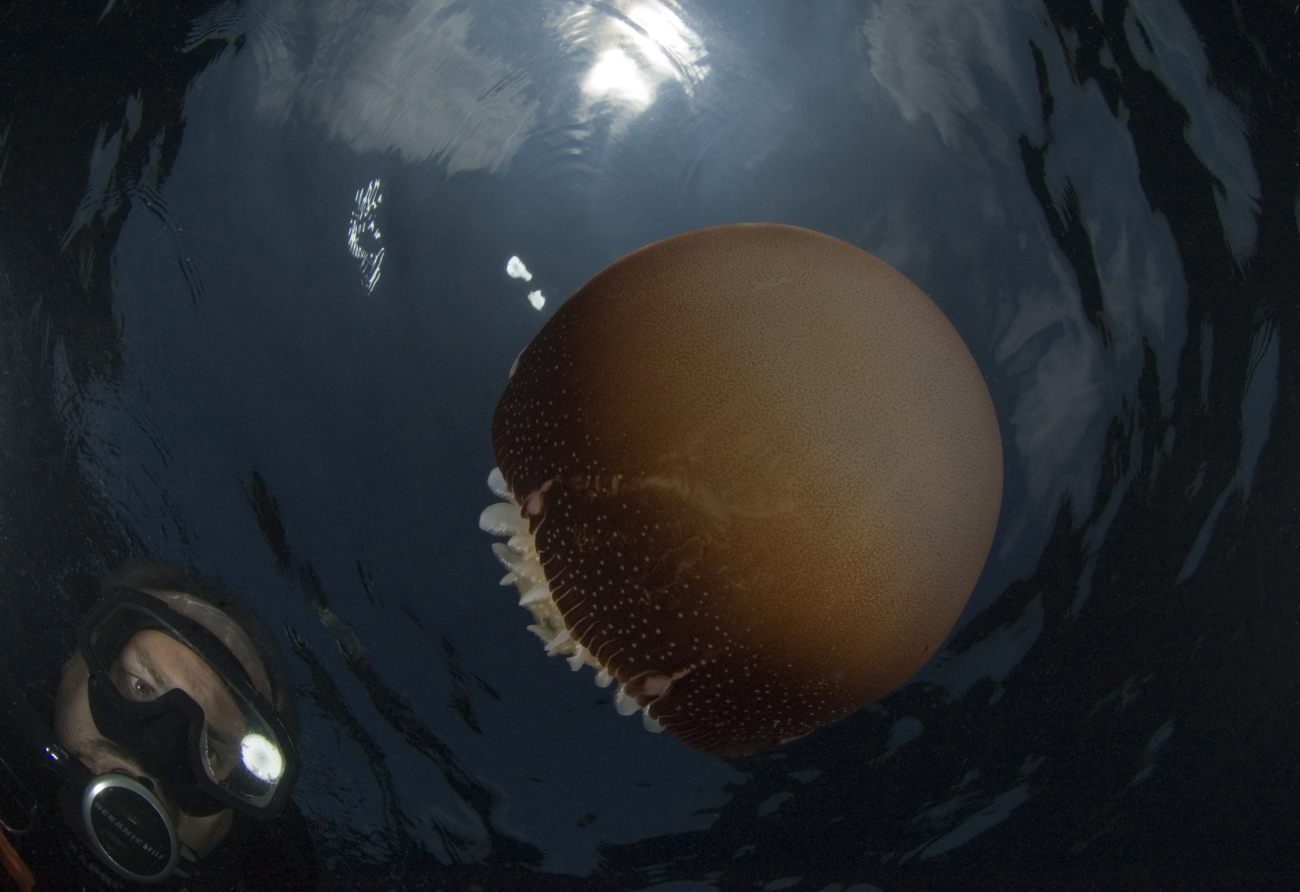 Diver inspecting cannonball jellyfish with sun above at Gray's Reef