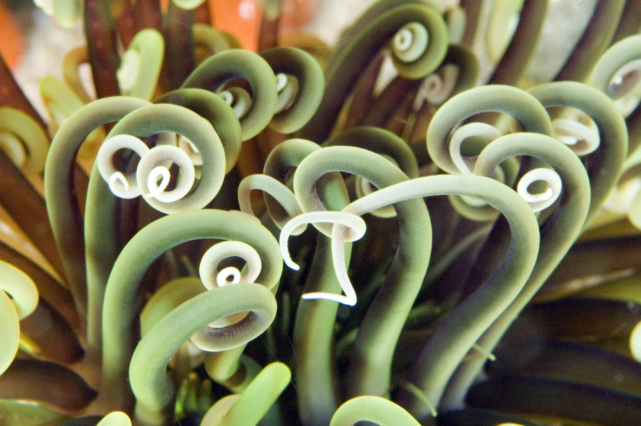 Sea anemone (Ceriantheopsis americanus) closeup at Gray's Reef