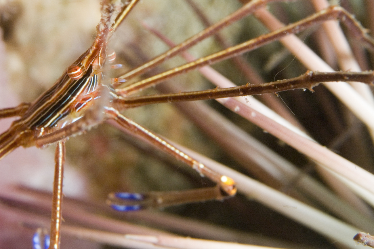A Yellow Line Arrow Crab (Stenorhynchus seticornis) on a sea urchin