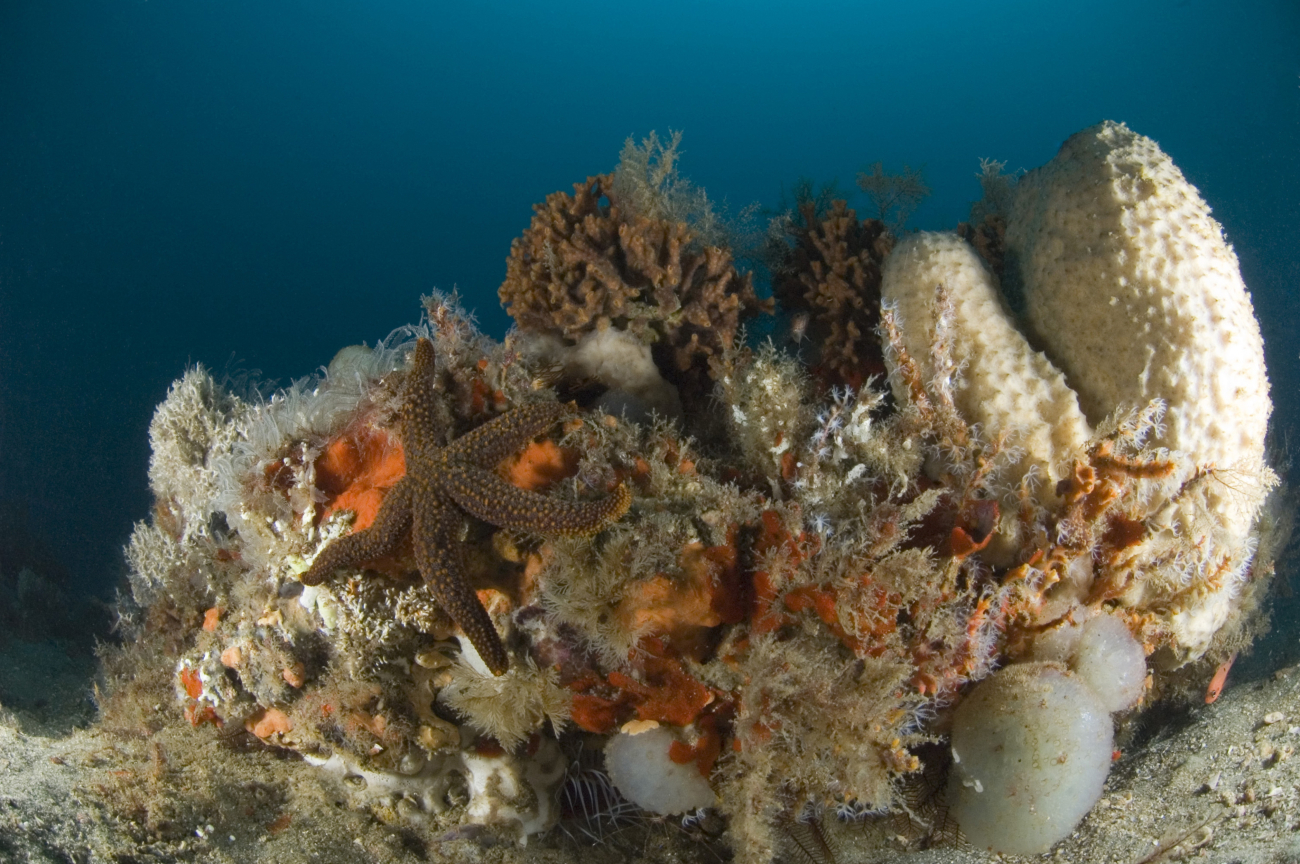 Orange ridged sea star (Echinaster spinulosus) and large white spongedominate scene composed of numerous invertebrates
