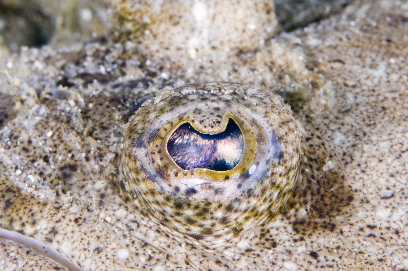 Eye of a flounder closeup