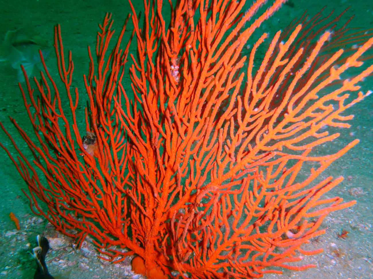 Gorgonian coral - Leptogorgia hebes