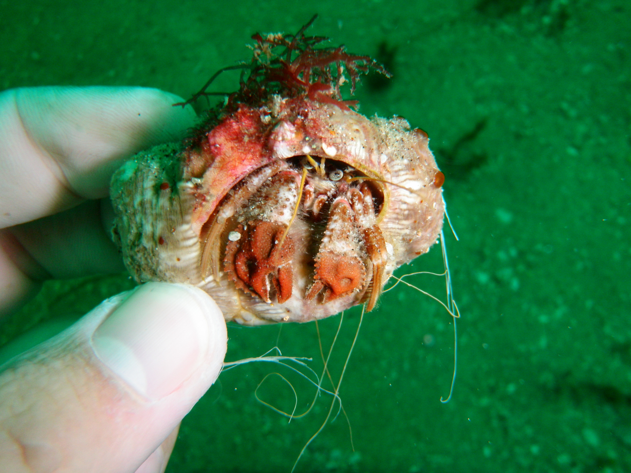 A hermit crab peering out from its shell