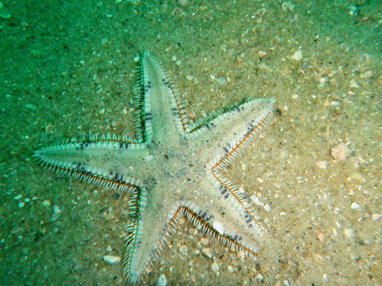 A goniasterid sea star