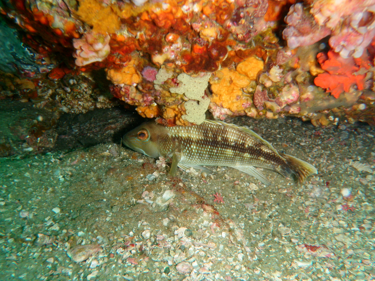 Black sea bass hiding under a ledge