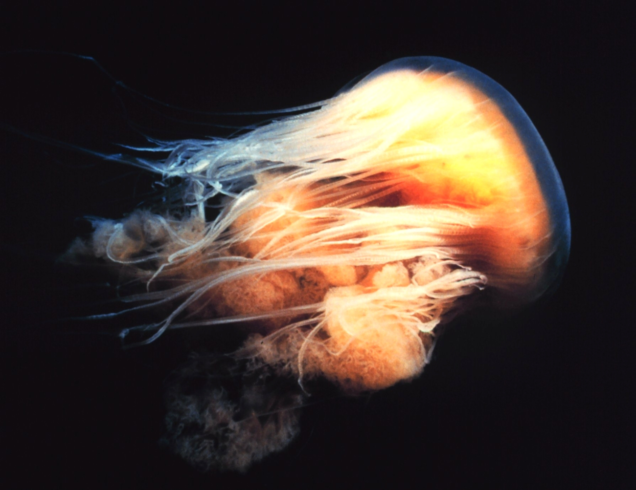 Lion Mane jellyfish