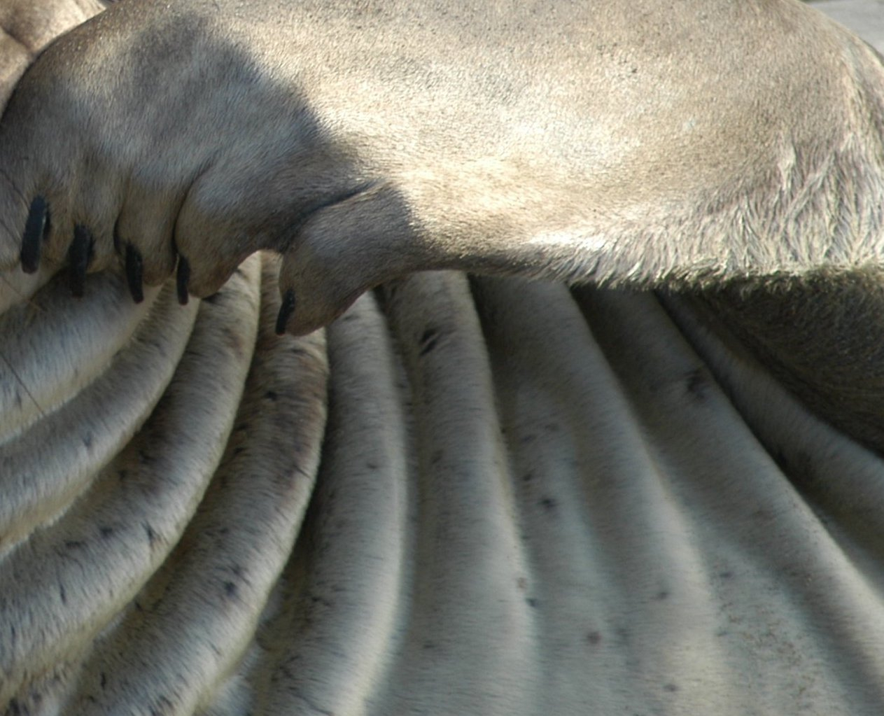 What is this?  Folds of skin on neck of sea elephant