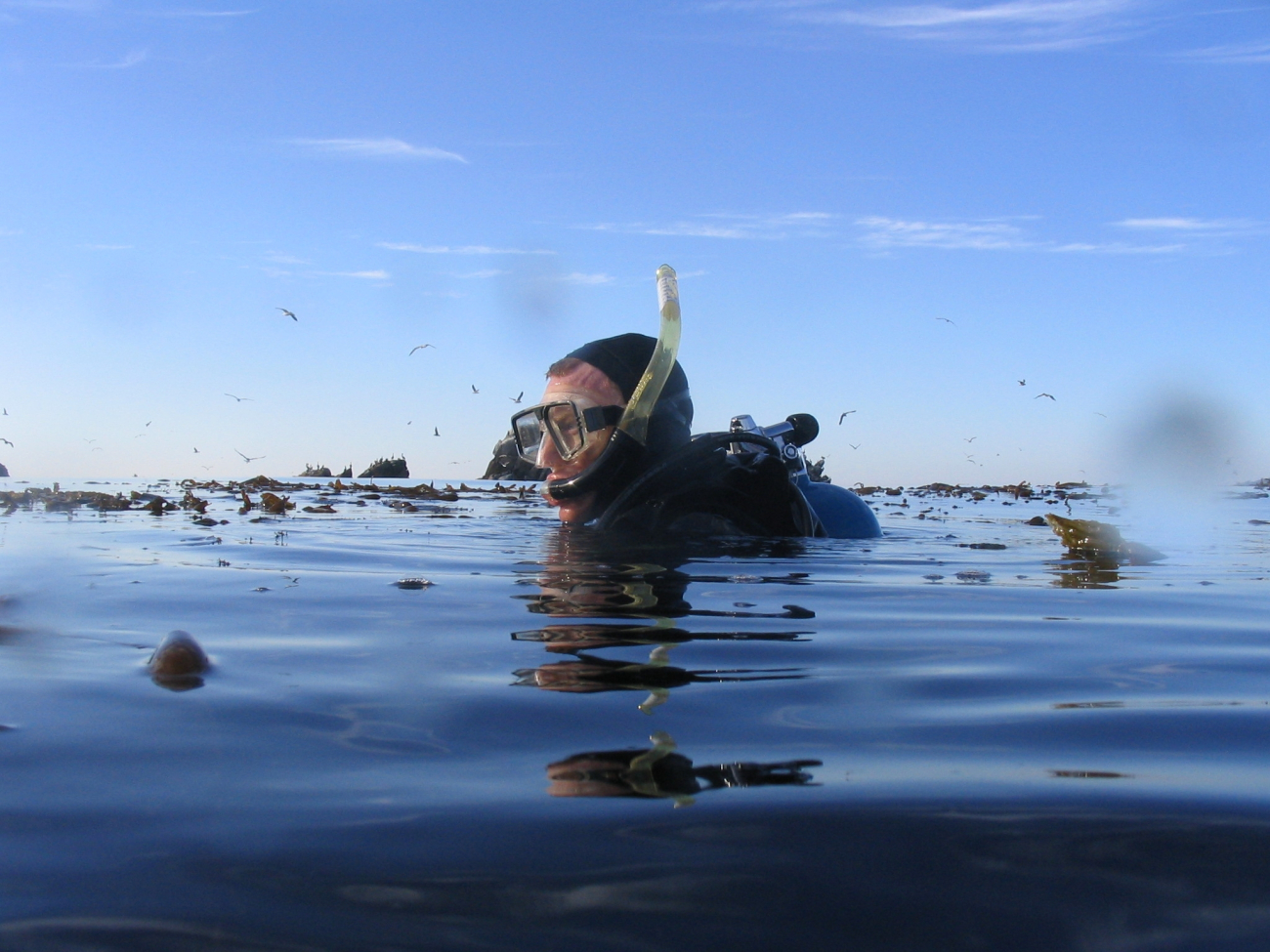 Diver Brian Wells preparing to dive in the kelp forest at Point Lobos StateReserve