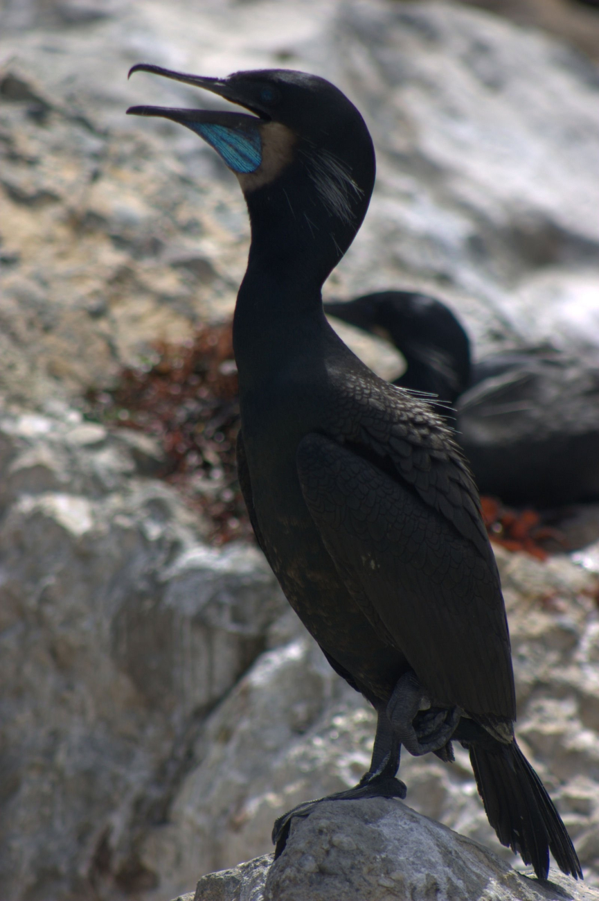 Brandts cormorant