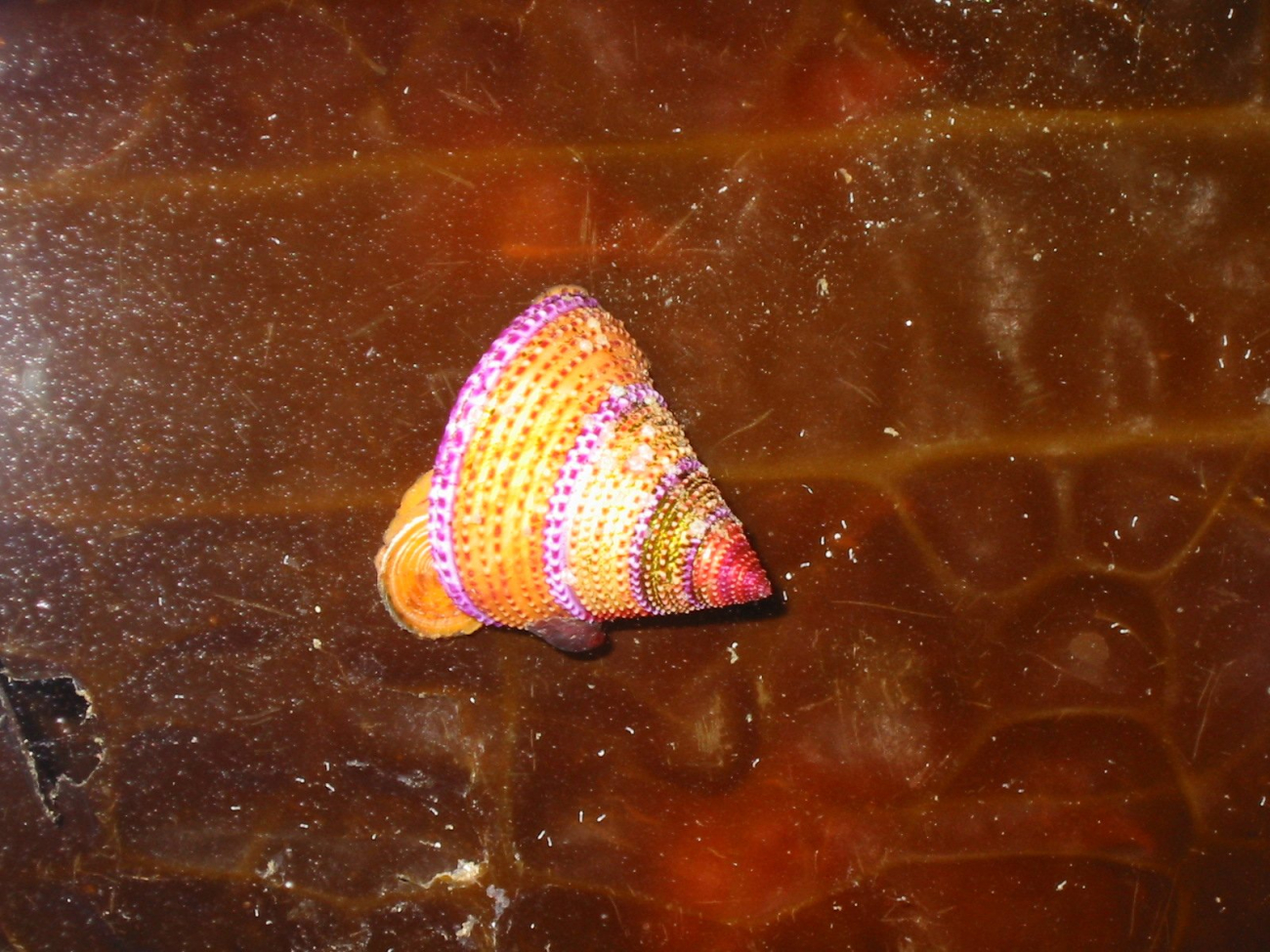 Jeweled top snail