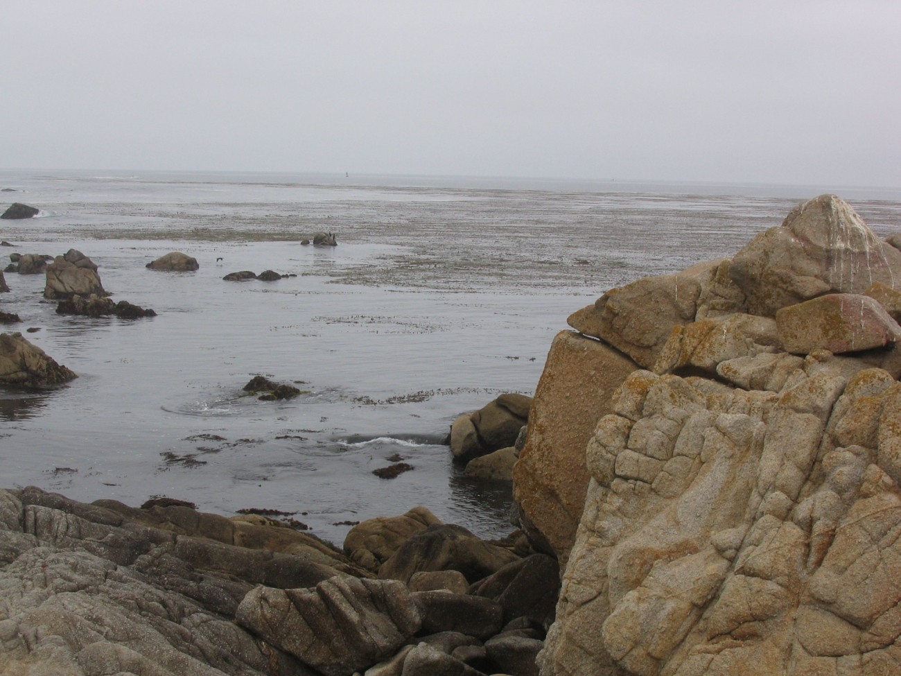 The granodiorite rocky shore and the kelp forests of the Pacific Grove areaof Monterey Bay