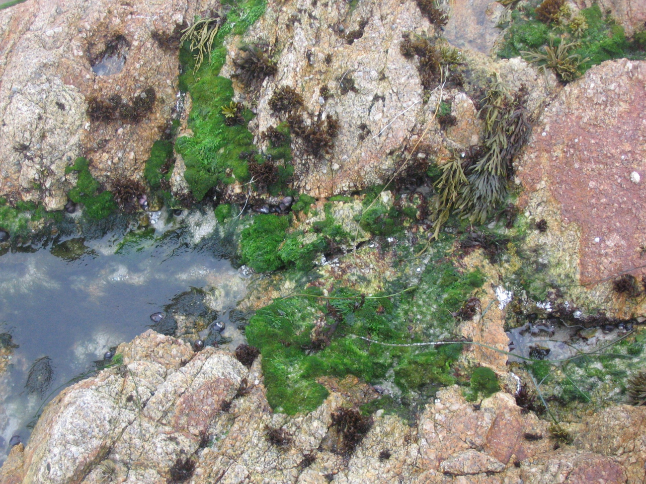 Bright green algae and at least two species of seaweed attached to rocks at thelimit of hight tide and spray