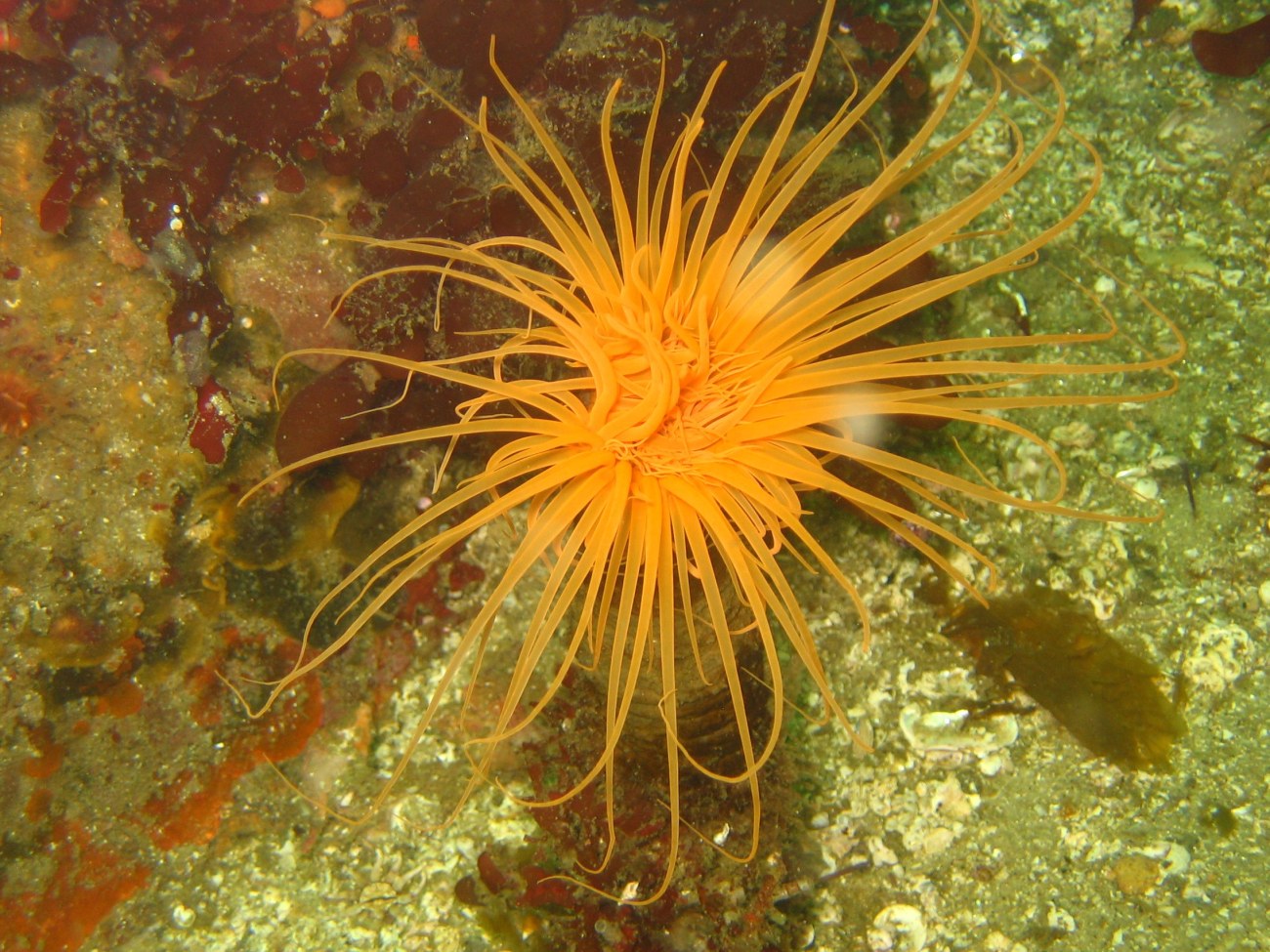 A golden cerianthid anemone (Pachycerianthus fimbriatus)
