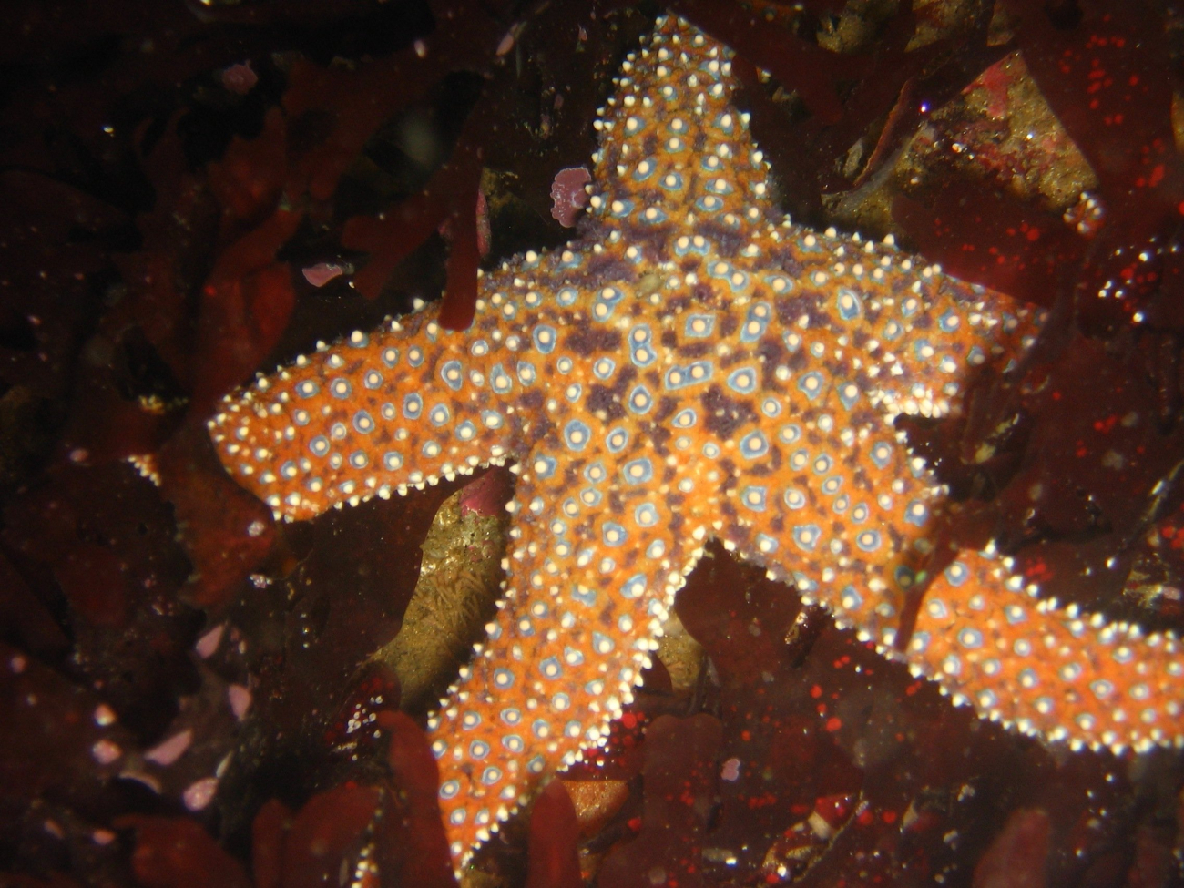 Sea star (Pisaster giganteus)
