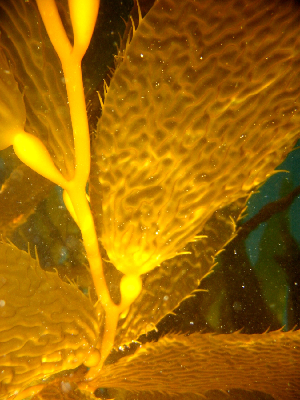 Giant kelp (Macrocystis pyrifera)