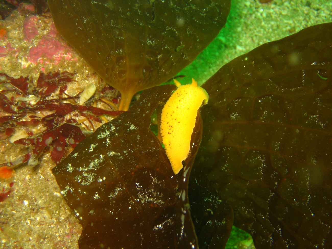 Yellow dorid nudibranch (probably Doris montereyensis)