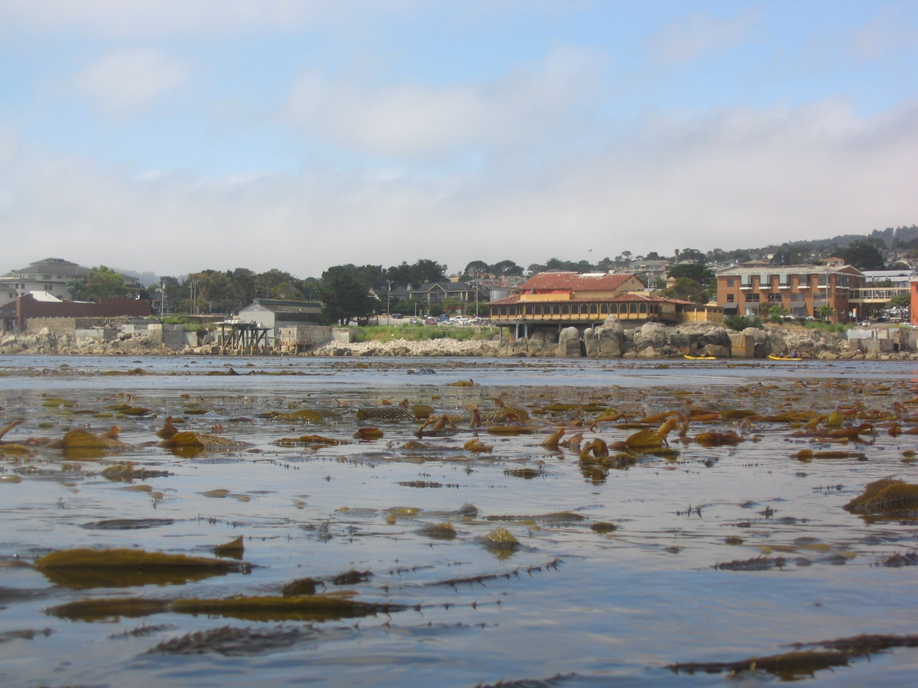 Swimmer's eye-view of the kelp beds off Monterey