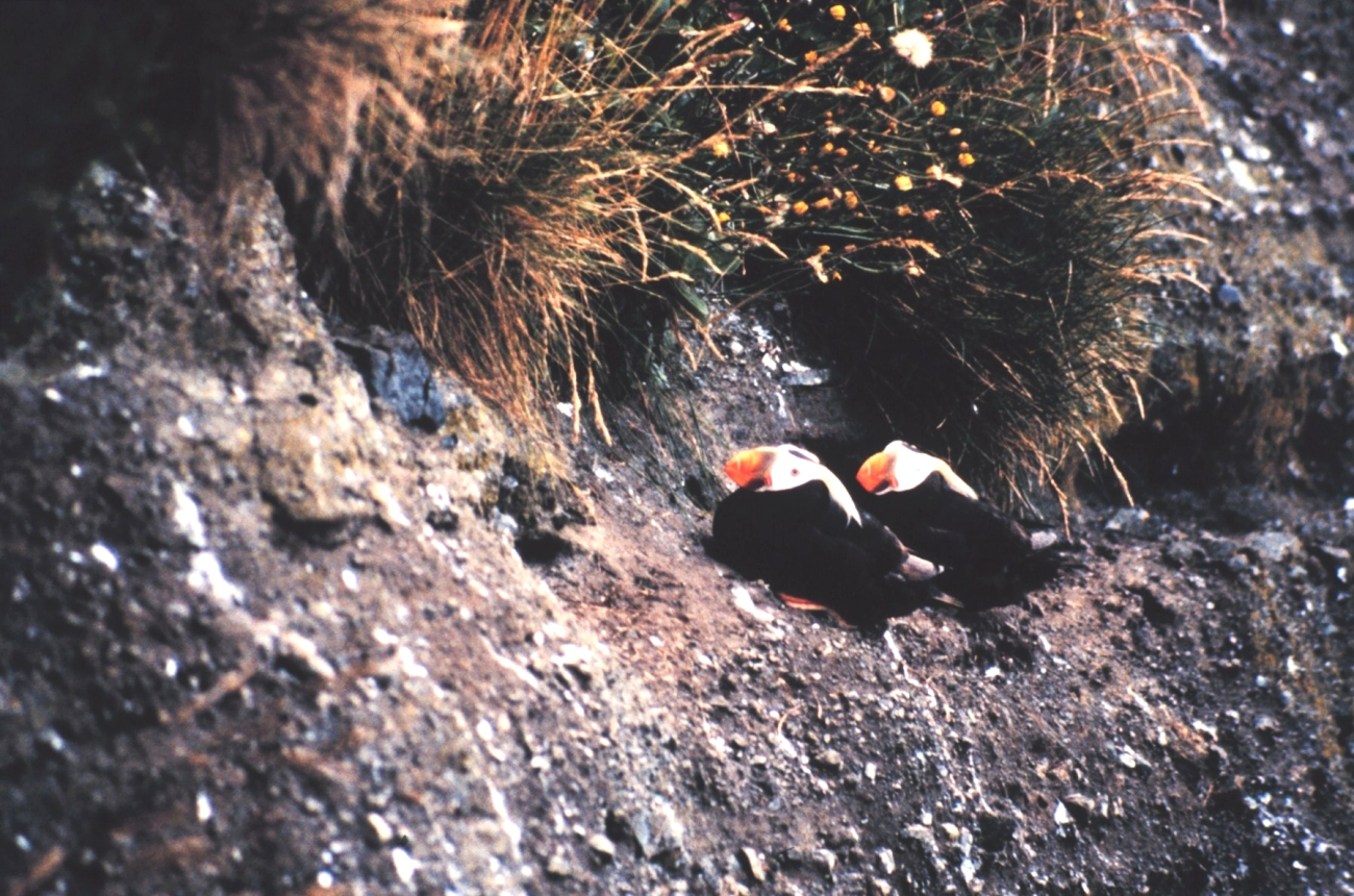 A pair of Tufted Puffins on a cliff