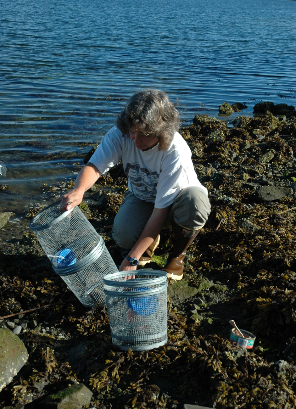Mary Sue Brancato, Resource Protection Specialist for the OlympicCoast National Marine Sanctuary, is setting a trap to monitor for green crab,an invasive species