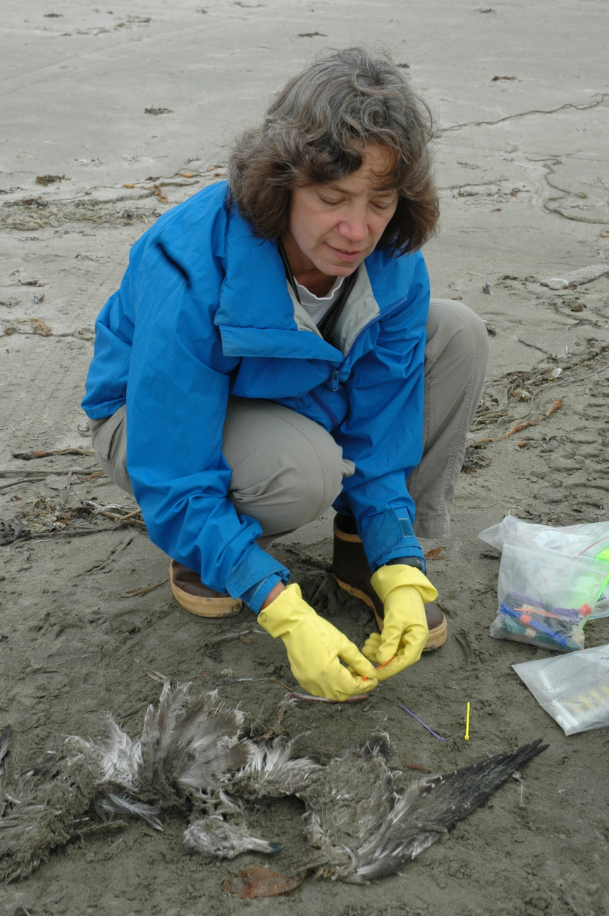Mary Sue Brancato, Resource Protection Specialist for the OlympicCoast National Marine Sanctuary, is tagging a dead bird as part of theCOASST (Coastal Observation and Seatbird Survey Team) monthly surveyof dead birds on area beaches