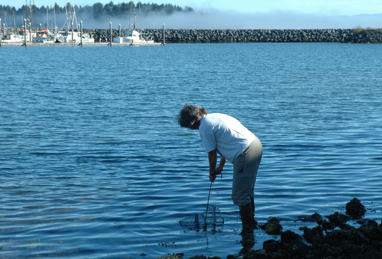 Mary Sue Brancato, Resource Protection Specialist for the OlympicCoast National Marine Sanctuary, is setting a trap to monitor for green crab,an invasive species