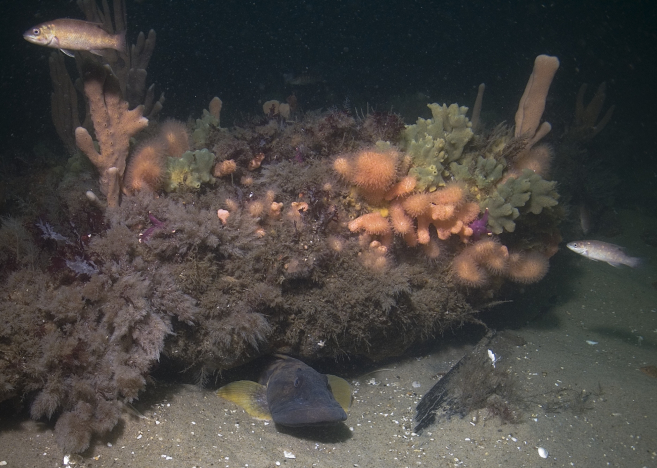 An ocean pout under the hide under the anemone covered woodenframes of the schooner Paul Palmer