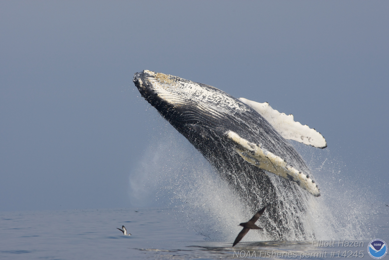 A soaring humpback whale at the beginning of its breach