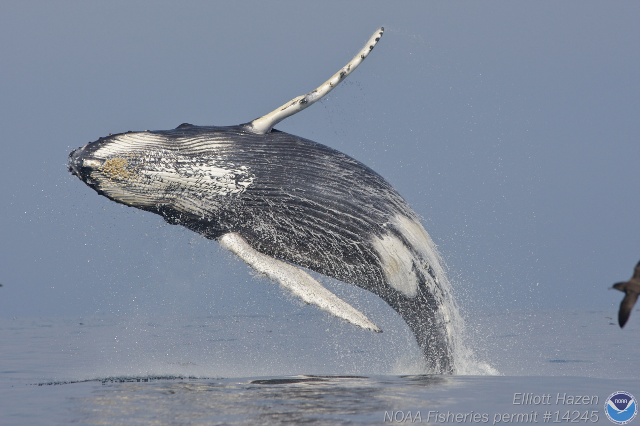 A humpback whale in a graceful arc as it begins its descent to the sea froma near vertical breach