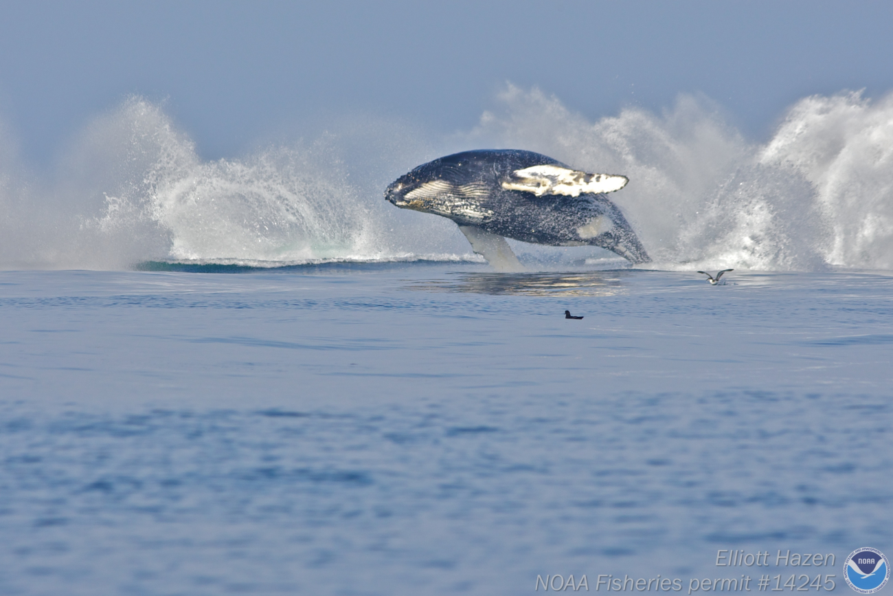 Two breaching whales leaving behind their splashes and one still airborne
