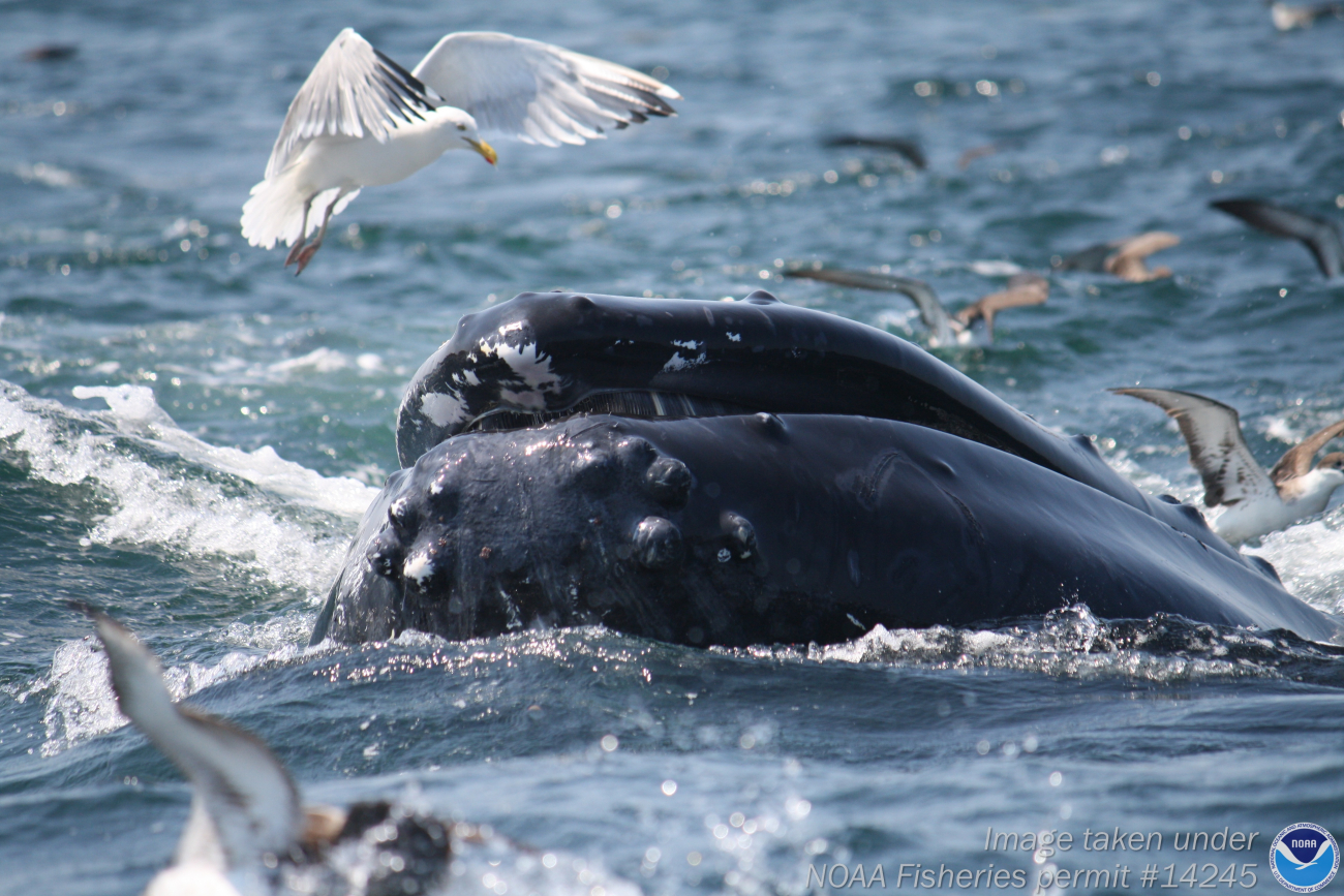 Humpback whale surfacing amongst marine birds getting out of theway