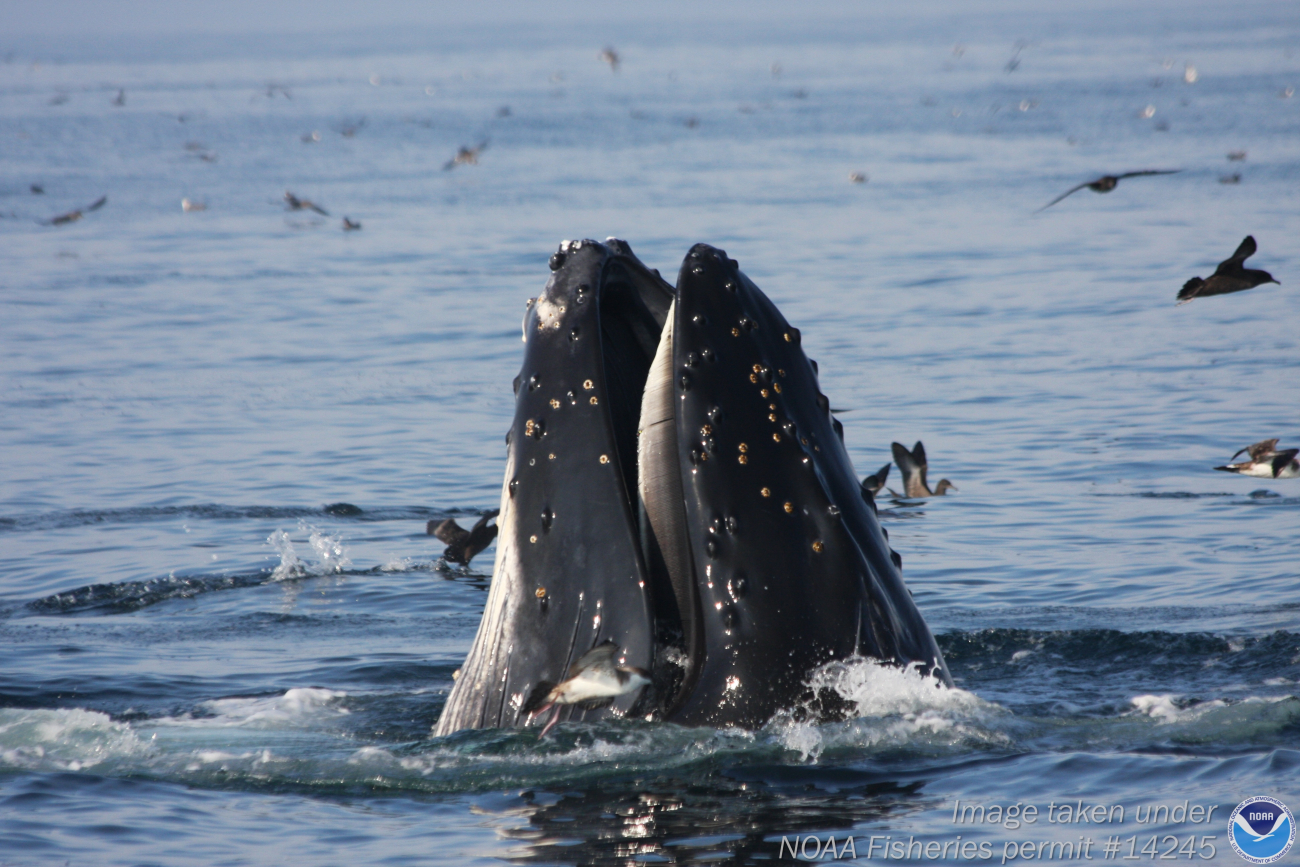 Humkpback whale surfacing amongst shearwaters