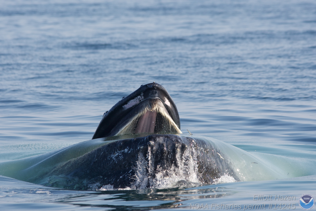 whale opening mouth and showing baleen during feeding