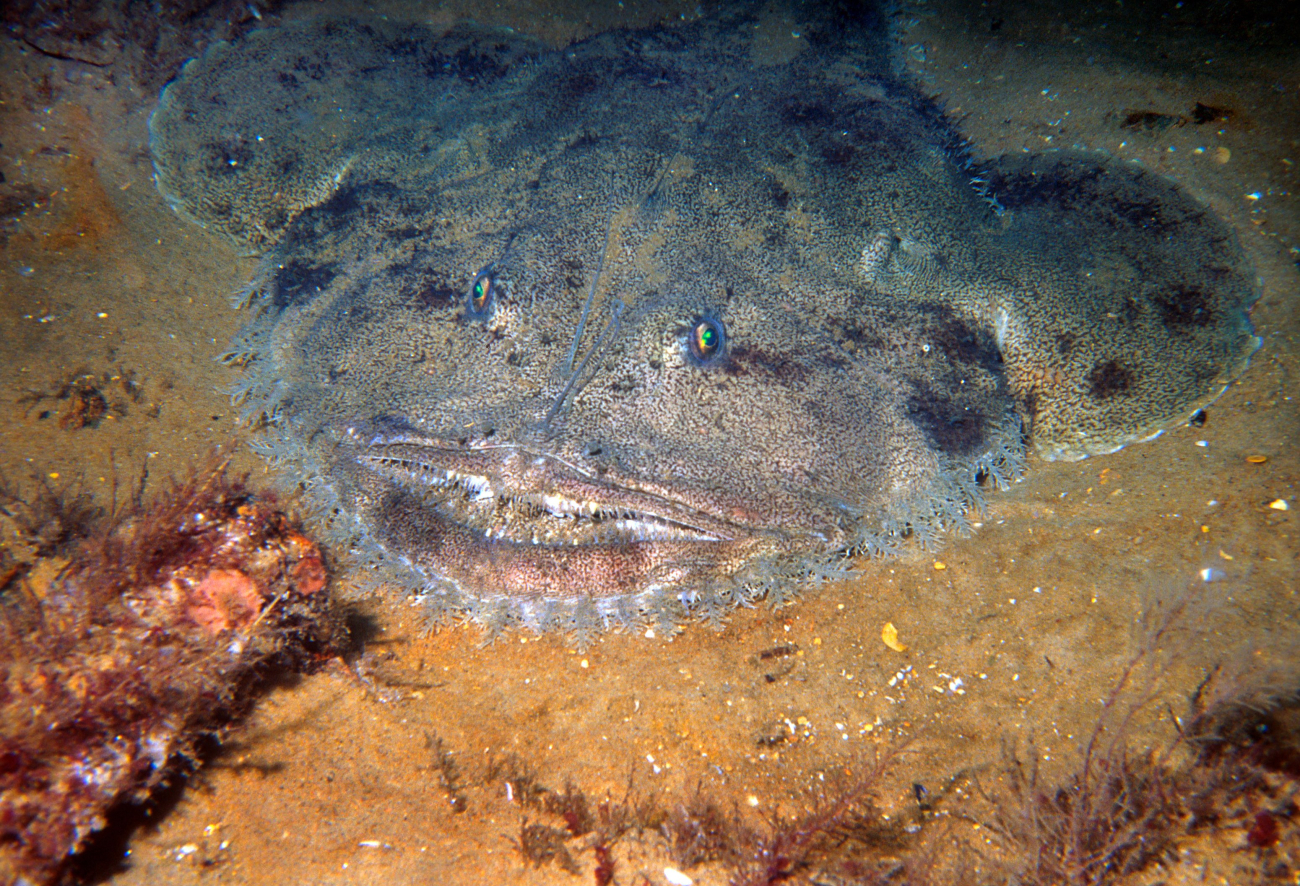 A monkfish