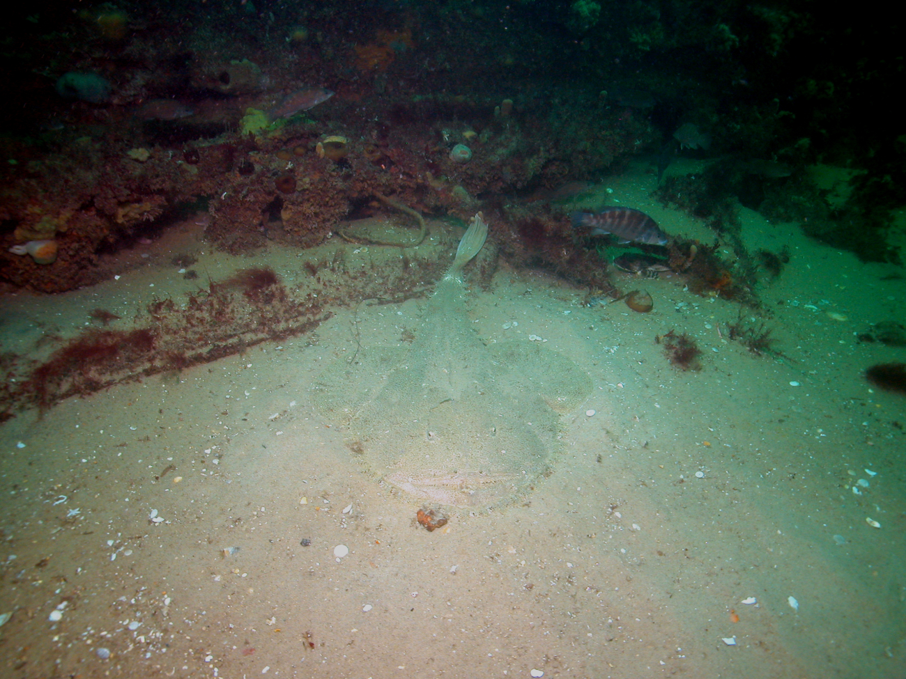 A well-camouflaged to almost invisible monkfish