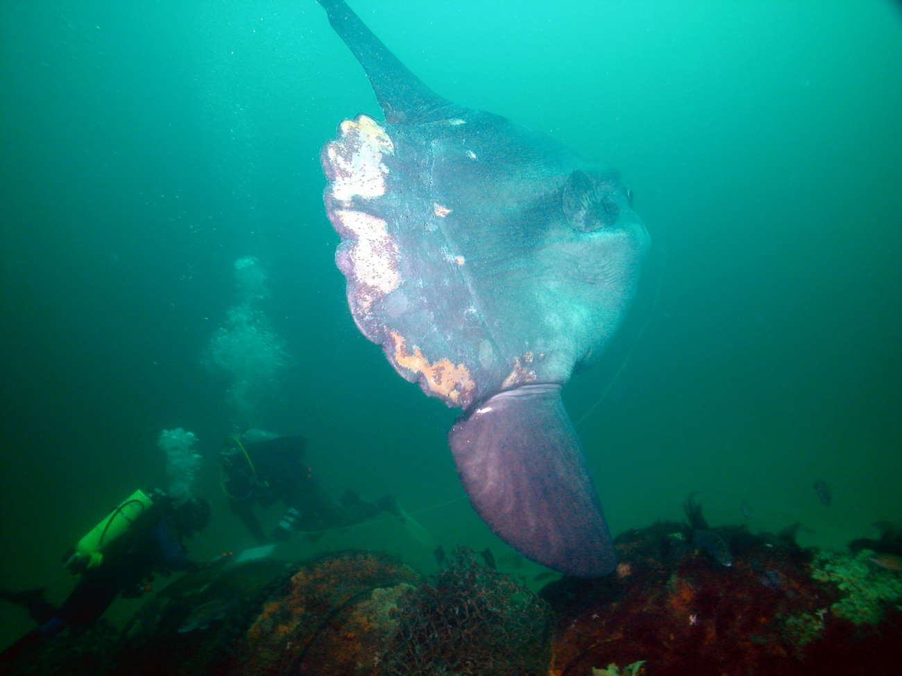A sunfish - Mola mola