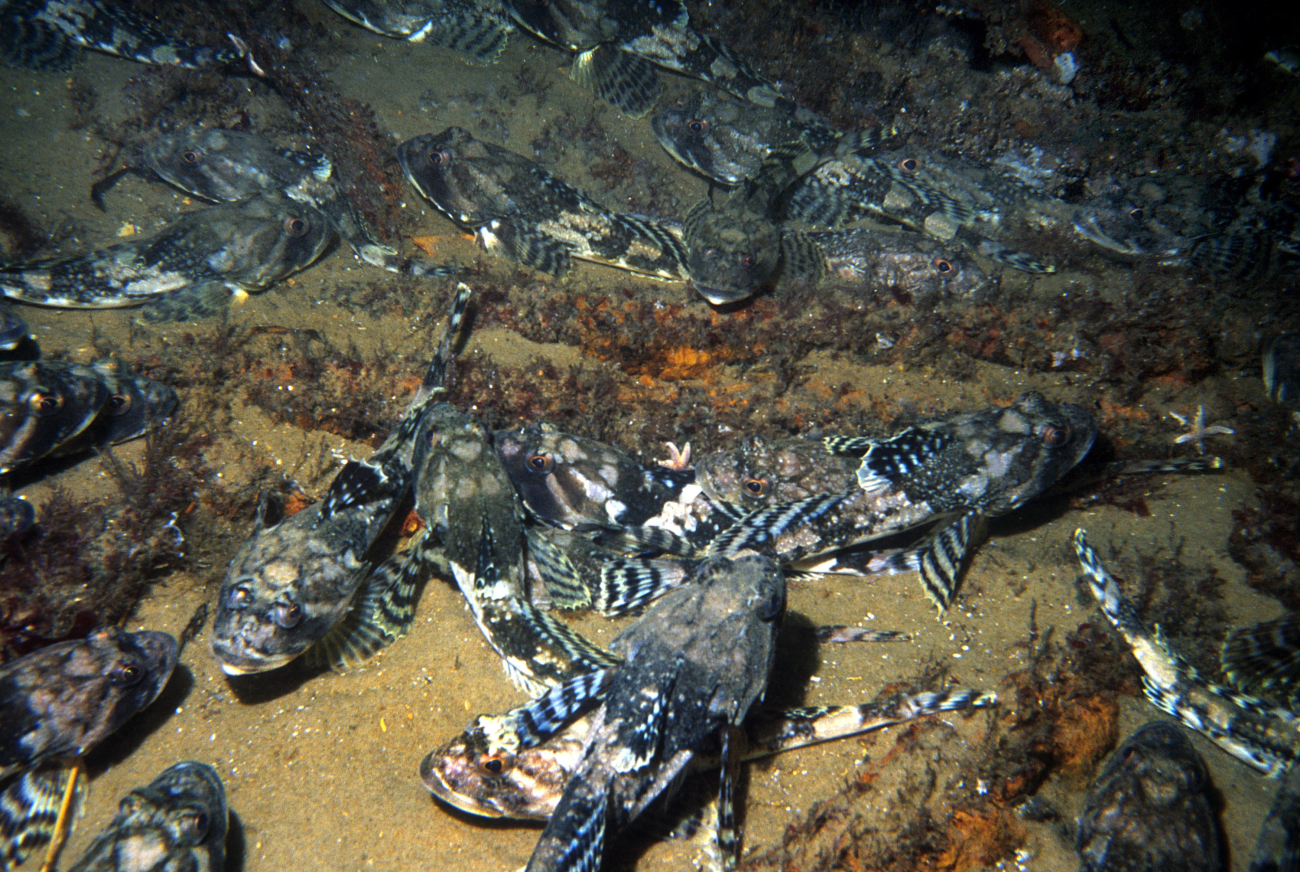 A group of sculpin