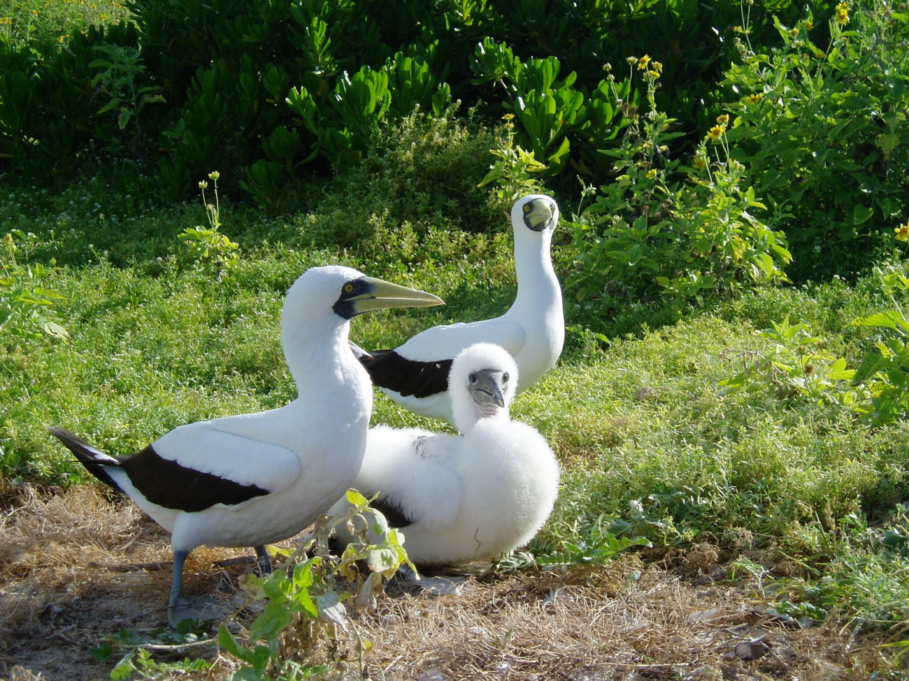A masked booby family with snow-white chick