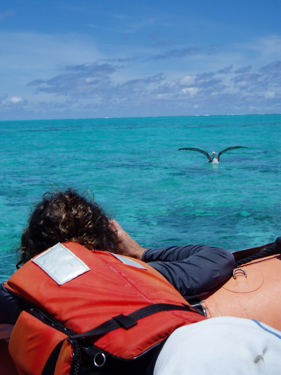 Paulo Maurin of the University of Hawaii photographing an albatross on thewater