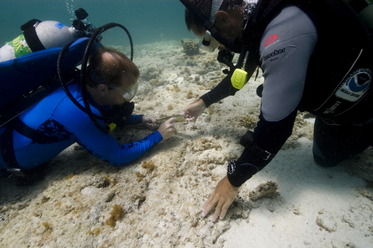 Archaeologist mapping the Parker shipwreck site