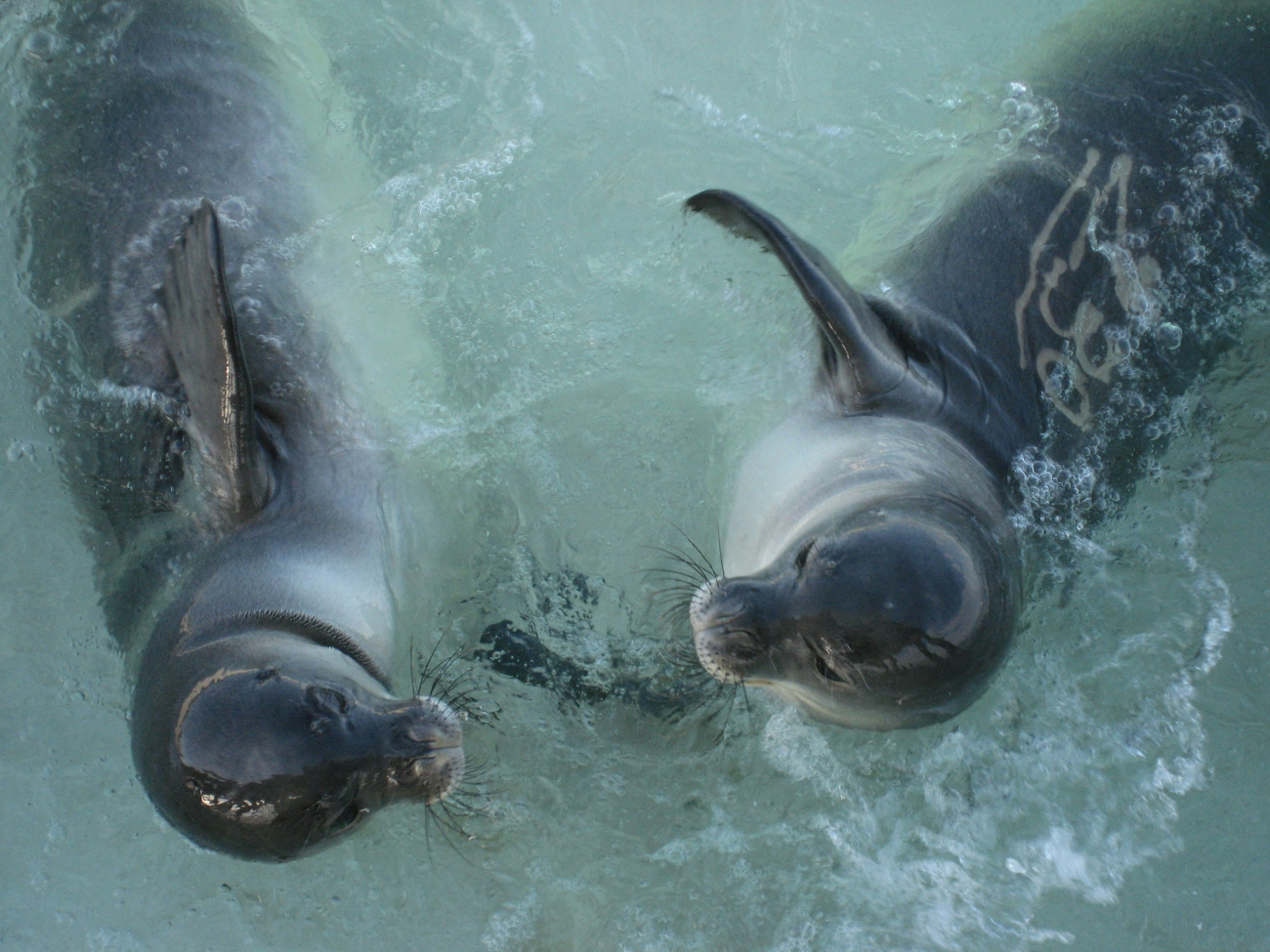 Monk seals