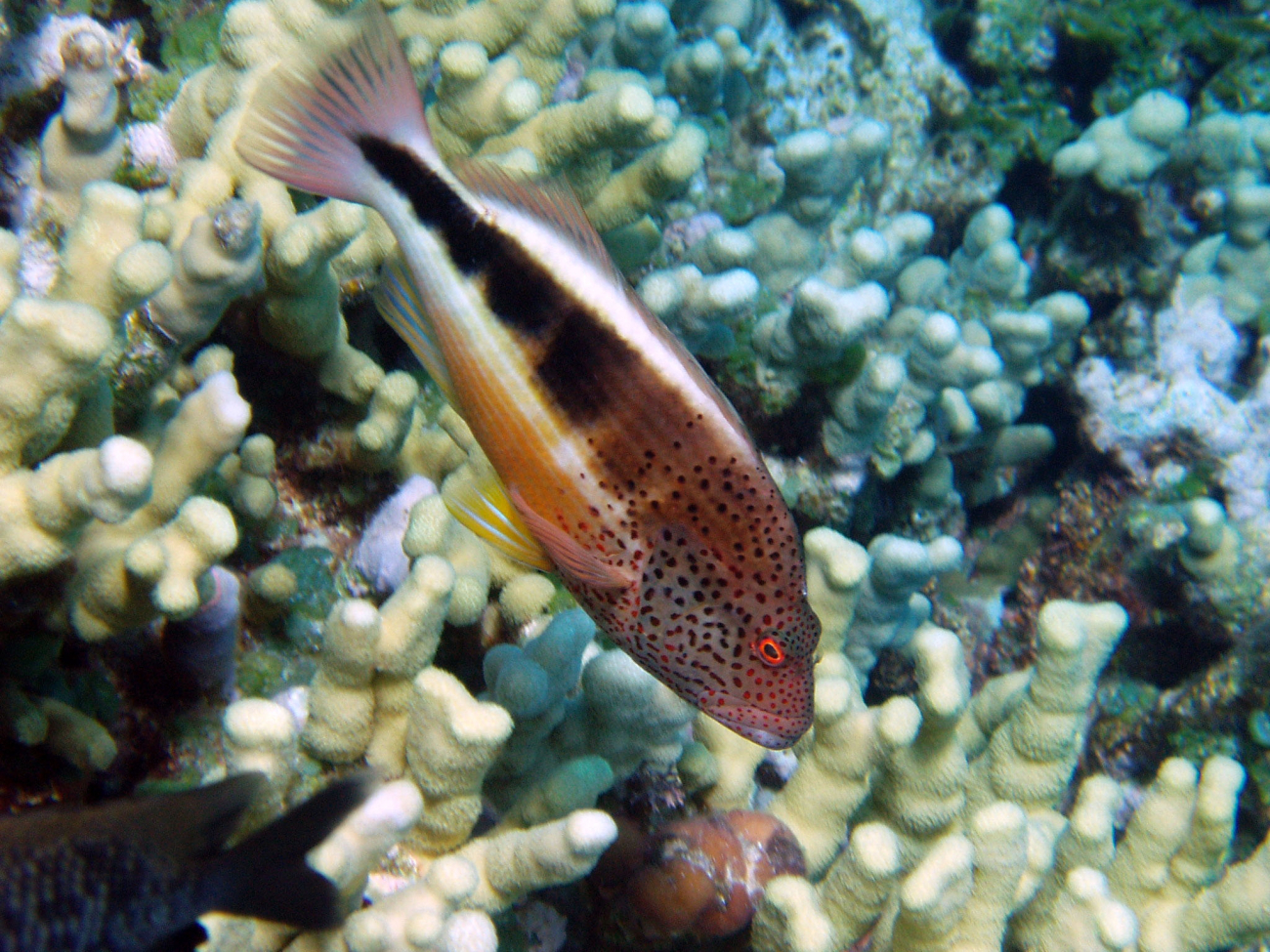 A blackside hawkfish  (Paracirrhites forsteri)