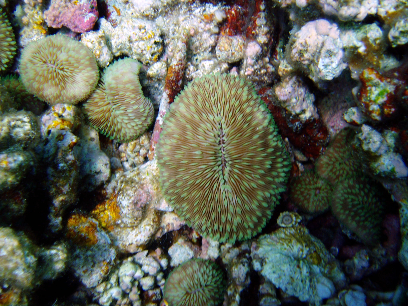 A mushroom coral (Fungia scutaria)