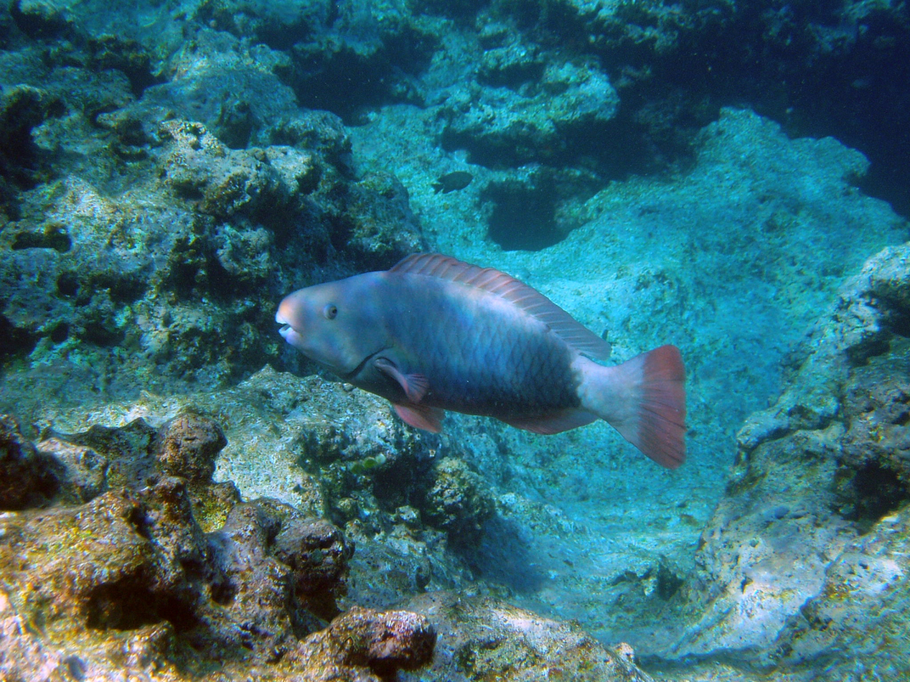 Uhu or parrotfish ( Scarus perspicillatus)