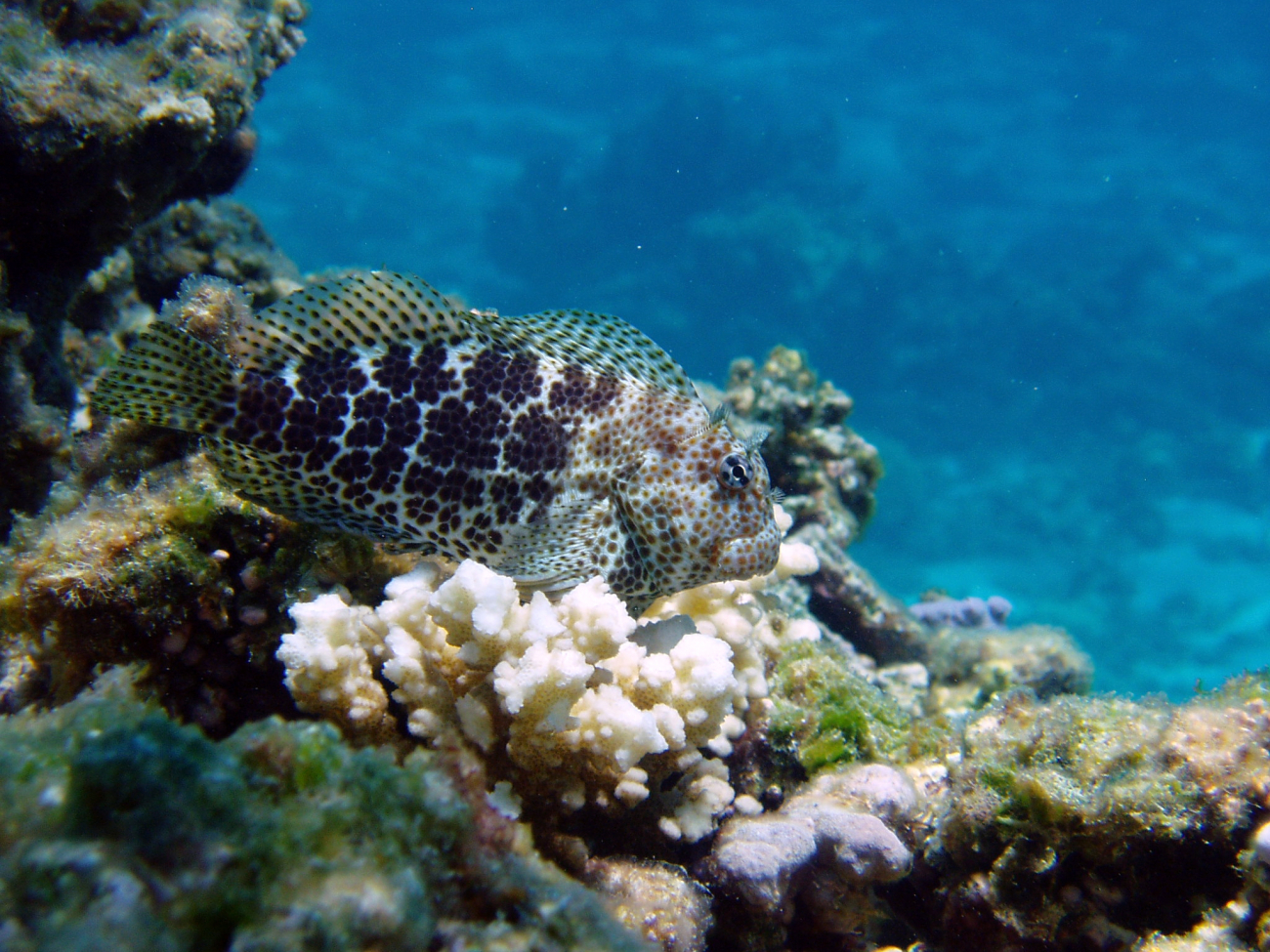Short-bodied blenny (Exallias brevis) is an obligate corallivore, which feeds on coral
